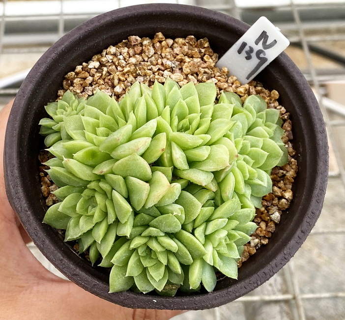 多肉植物 多肉 麦秆杂女王 小群 9厘米盆 有根 一物一拍!包对版