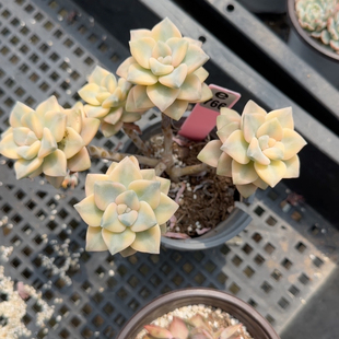 美杏锦砍头群e766满十八包邮