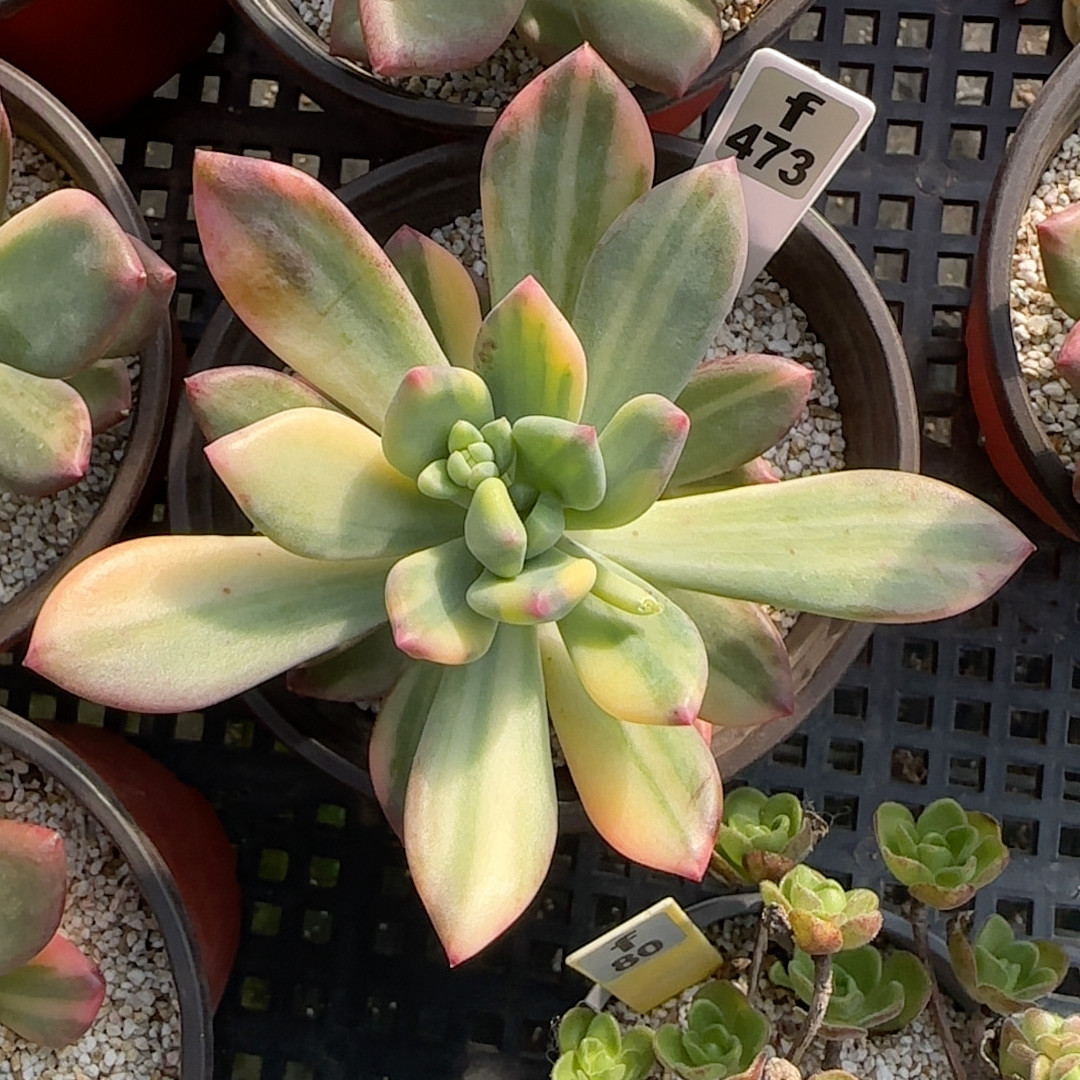 青心美人锦f473,鲜花速递/花卉仿真/绿植园艺,多肉植物,淘宝优惠券,粉丝福利购,淘宝优惠卷