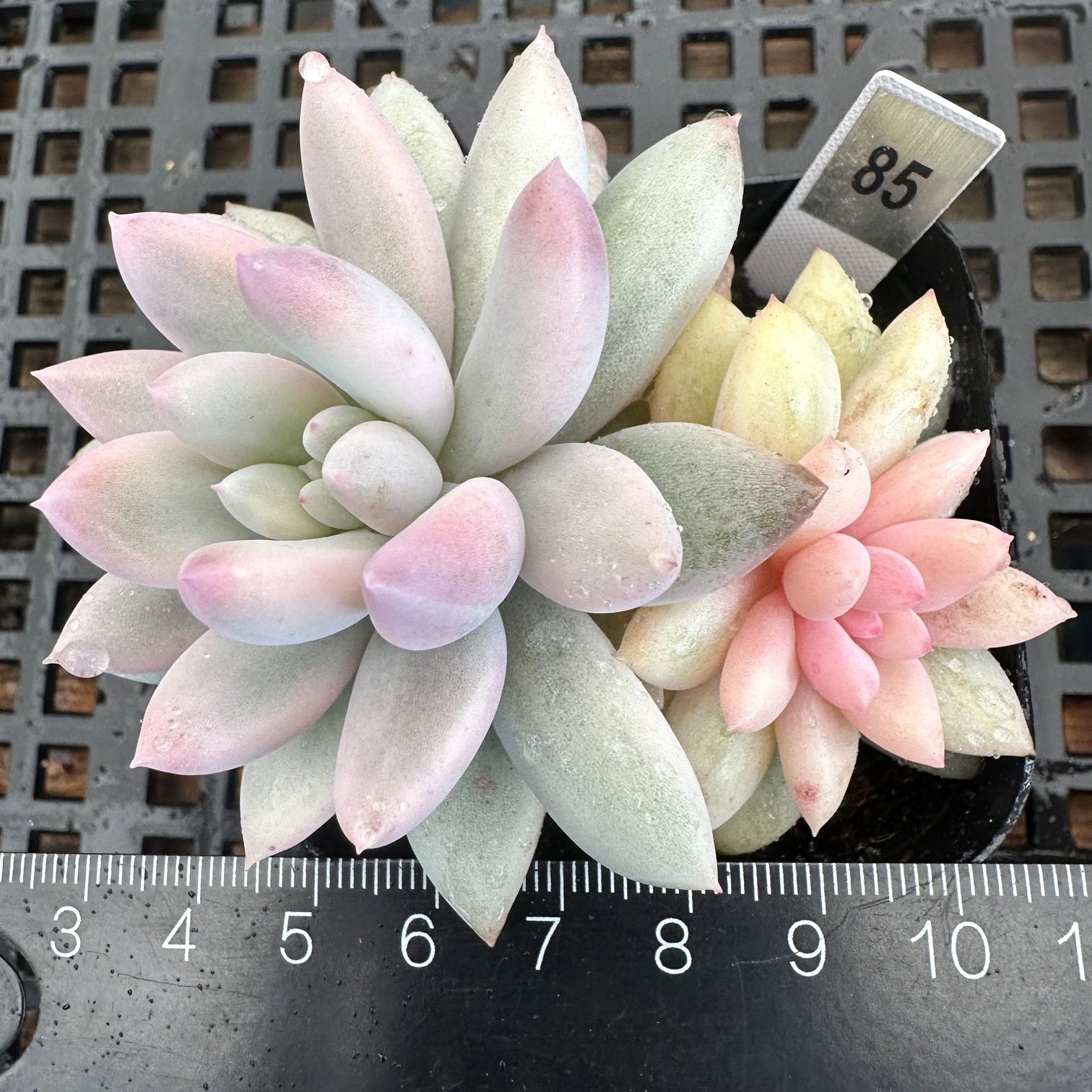 所罗门锦 稀有锦类圆滚光胖嘟嘟多肉新手好养办公室绿植 一物一拍,鲜花速递/花卉仿真/绿植园艺,多肉植物,淘宝优惠券,粉丝福利购,淘宝优惠卷