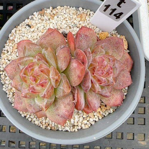 琥珀珍妮t114满十八包邮