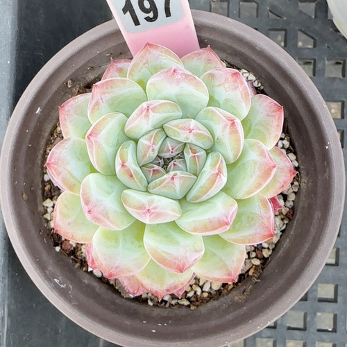 水冰月z197满十八包邮