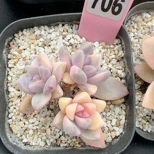 淡雪锦砍头群t706