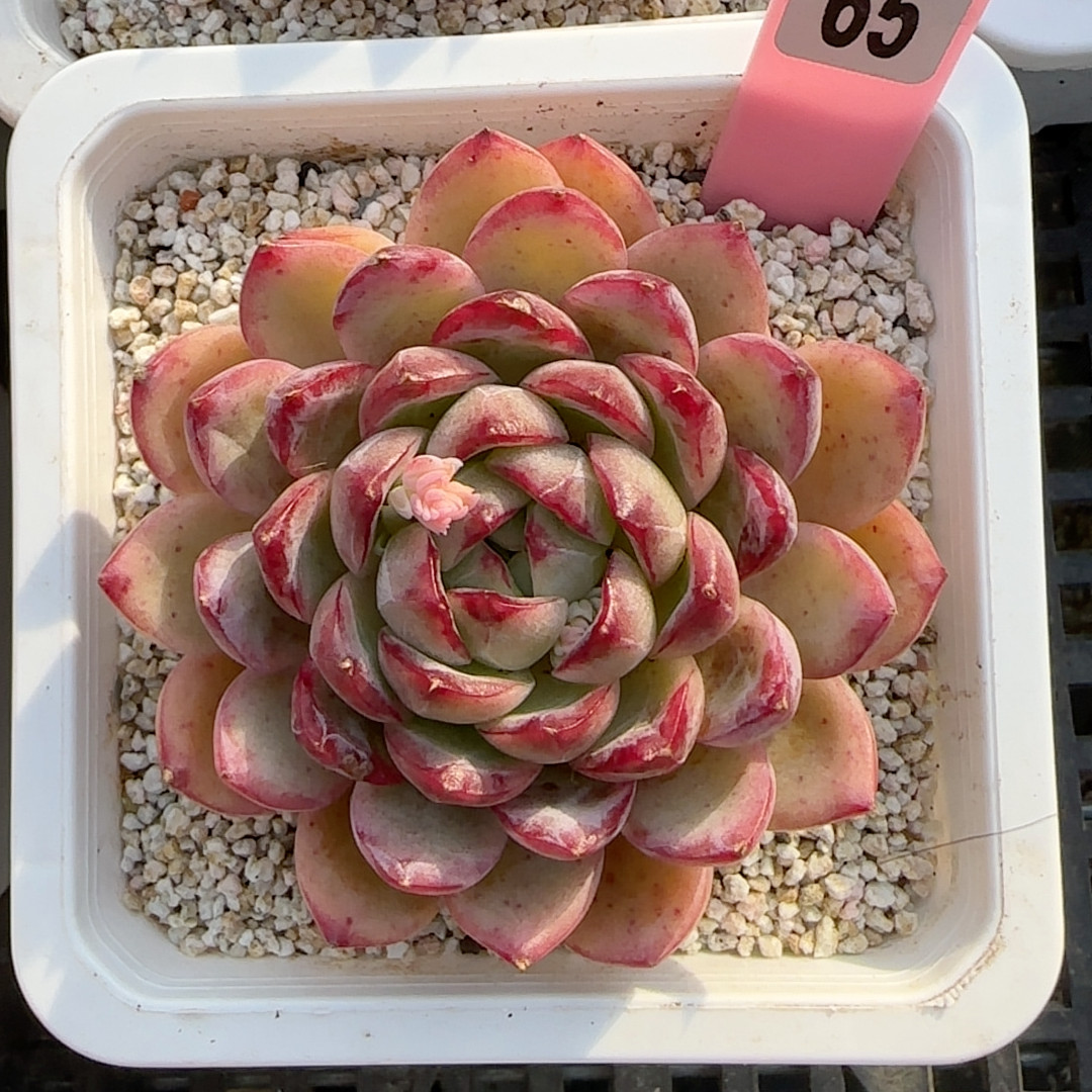 离思z65,鲜花速递/花卉仿真/绿植园艺,多肉植物,淘宝优惠券,粉丝福利购,淘宝优惠卷