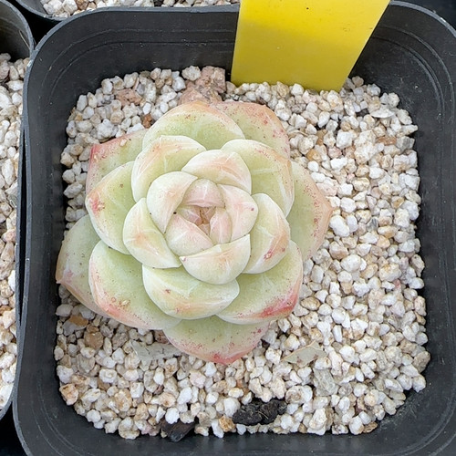 桃花珍妮f446冠服3-4cm满十八包邮