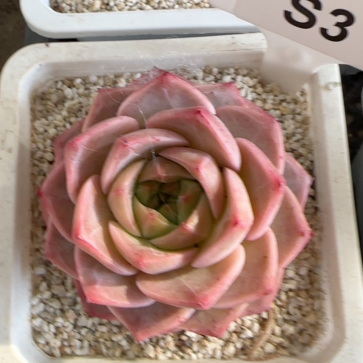 玫瑰之恋s3,鲜花速递/花卉仿真/绿植园艺,多肉植物,淘宝优惠券,粉丝福利购,淘宝优惠卷