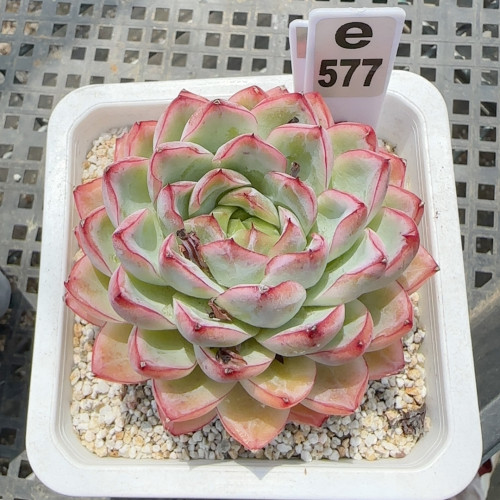 内啡肽e577满十八包邮