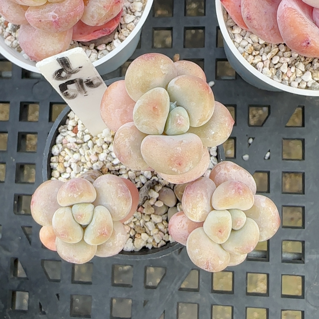 奶酪小树造型d670冠服4-5