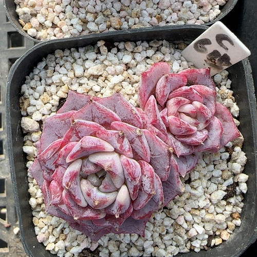 海林娜石化锦c615