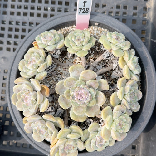 汉堡f728满十八包邮