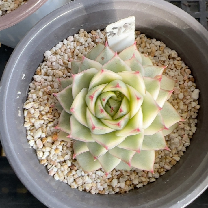 法比奥拉锦378福利,鲜花速递/花卉仿真/绿植园艺,多肉植物,淘宝优惠券,粉丝福利购,淘宝优惠卷