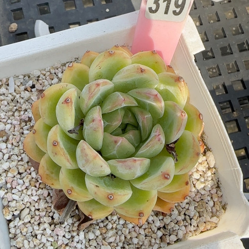 离思f319满十八包邮