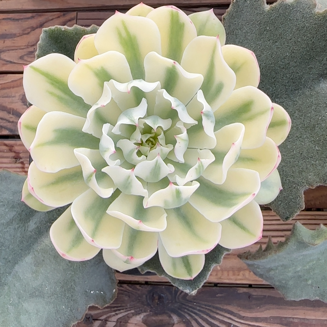 海啸锦带嫁木不包嫁木断叶掉头