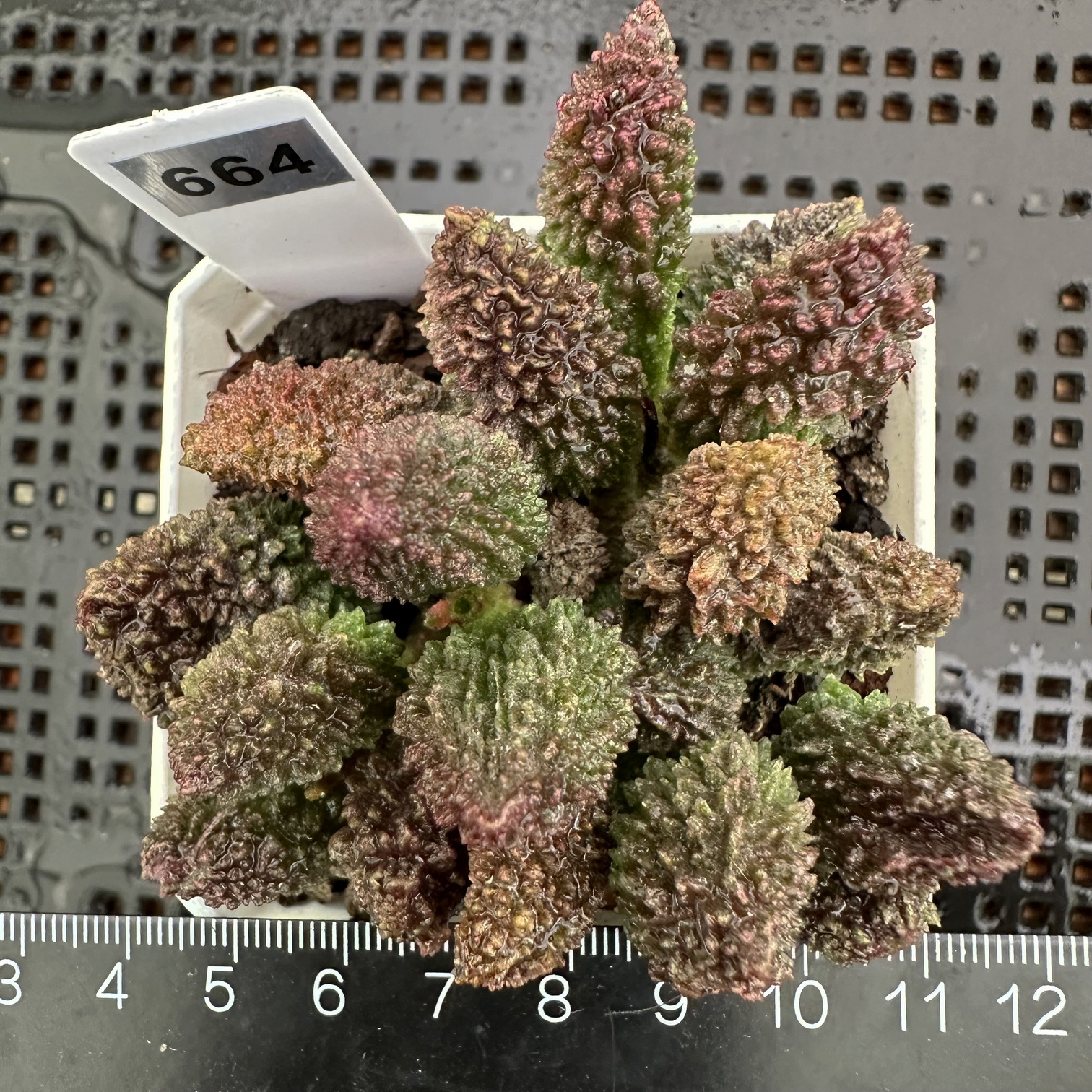 #664 大疣朱紫玉 一物一拍