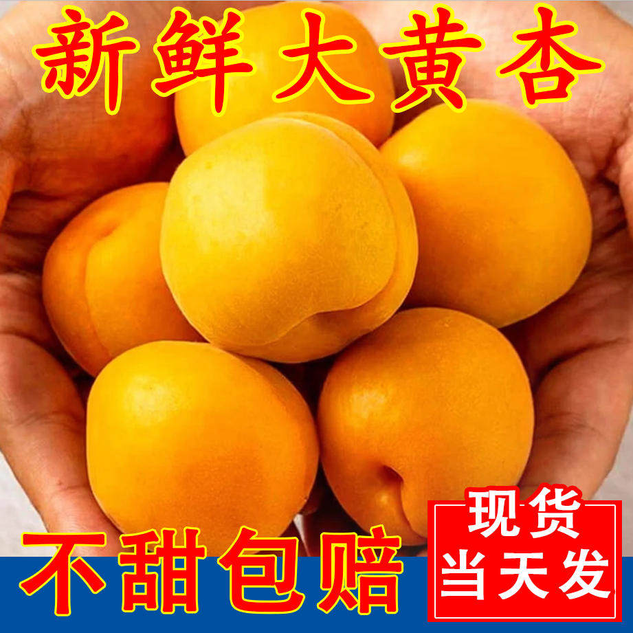 现摘杏子水果新鲜酸甜山东大黄杏梅金太阳当季孕妇李广胭脂陕西