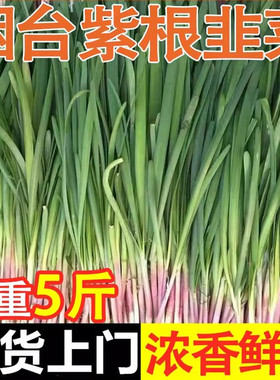山东烟台头茬宽叶韭菜新鲜当季时令蔬菜露天头刀鲜嫩紫根韭菜红根