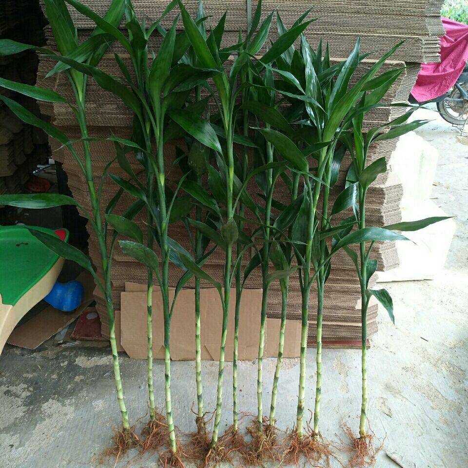 富贵竹水培盆栽绿植带根水养植物