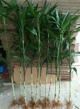 富贵竹水培盆栽绿植带根水养植物