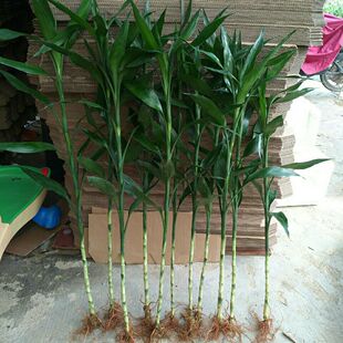 水养大号富贵竹步步高水竹开运竹子带根室内绿植水培植物花卉带跟