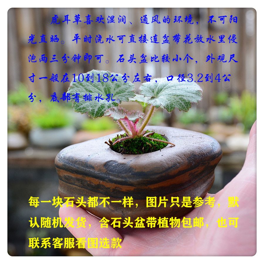 he001天然石头盆微型迷你文人茶台虎耳草石材花盆花器绿植盆栽