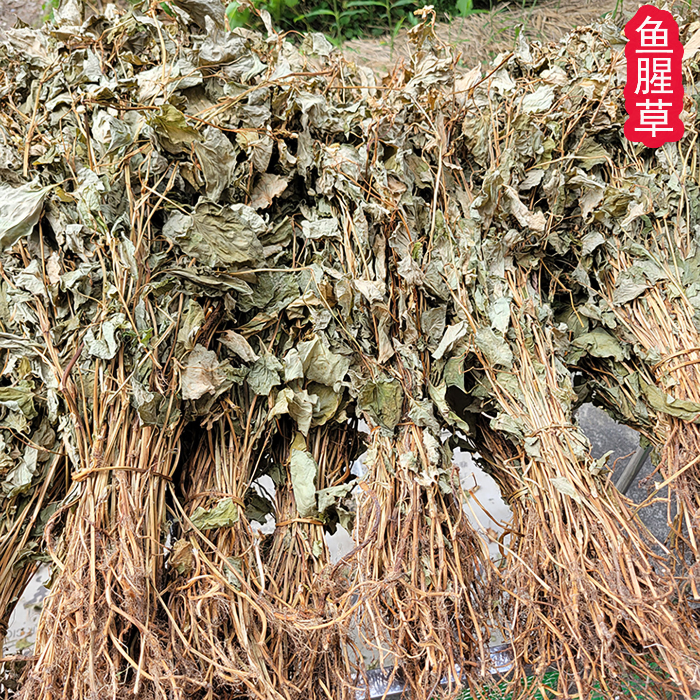 2026江西高山农家自然晒干野外生长鱼腥草狗贴耳整棵半斤250g