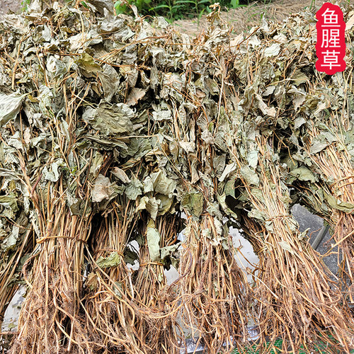 江西野生鱼腥草自然晒干