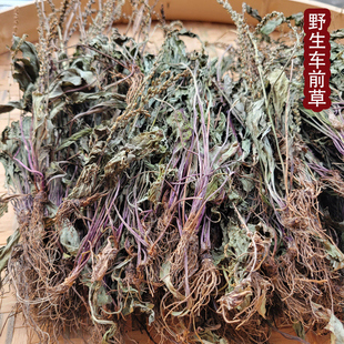 新品2026江西赣南农家自采野生车前草 整棵自然晒干无硫中草药材