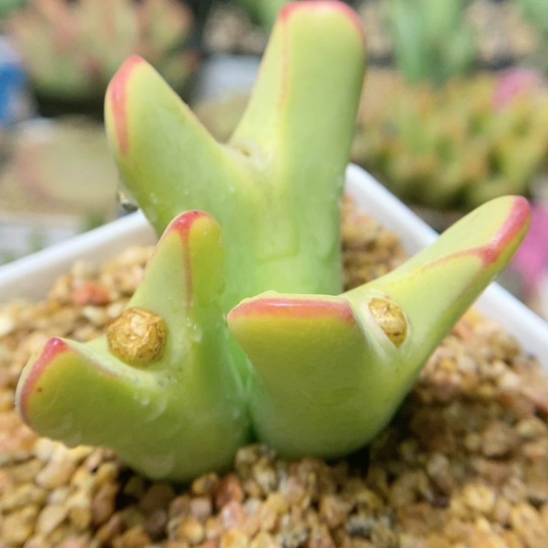 红边少将,鲜花速递/花卉仿真/绿植园艺,多肉植物,淘宝优惠券,粉丝福利购,淘宝优惠卷