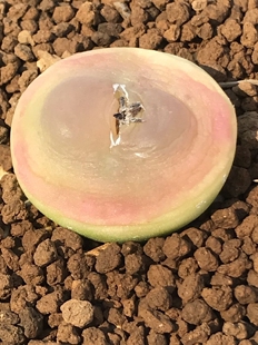 多肉星空花园 多肉植物 番杏科 SH1200 拉登 大棵 超美 一物一拍