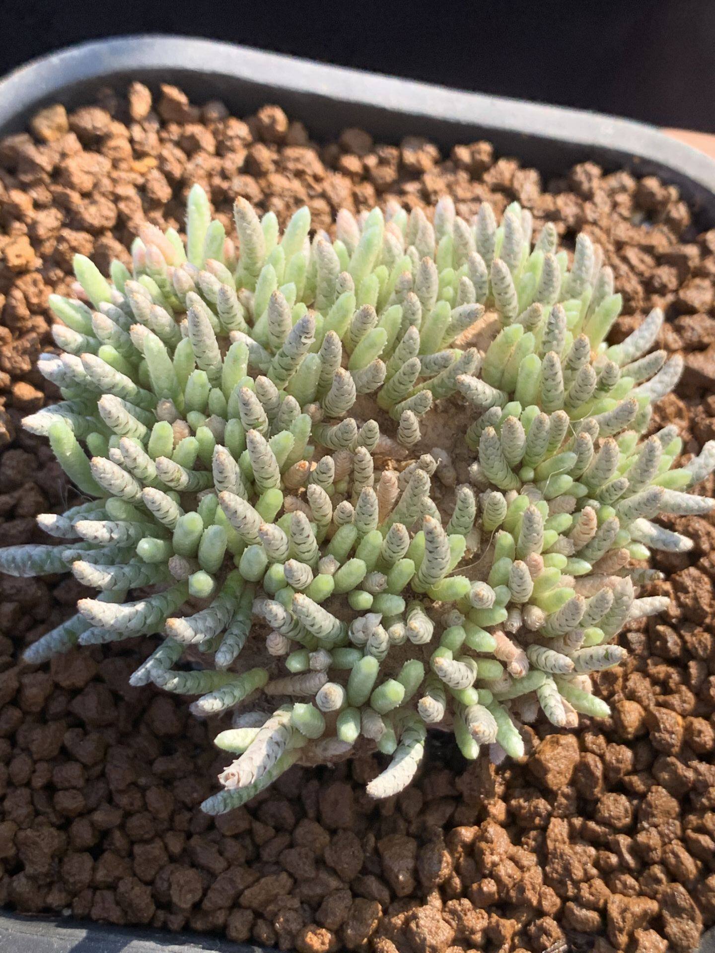 多肉星空花园 多肉植物 块根 红花韧锦白花韧锦 大棵超美一物一拍