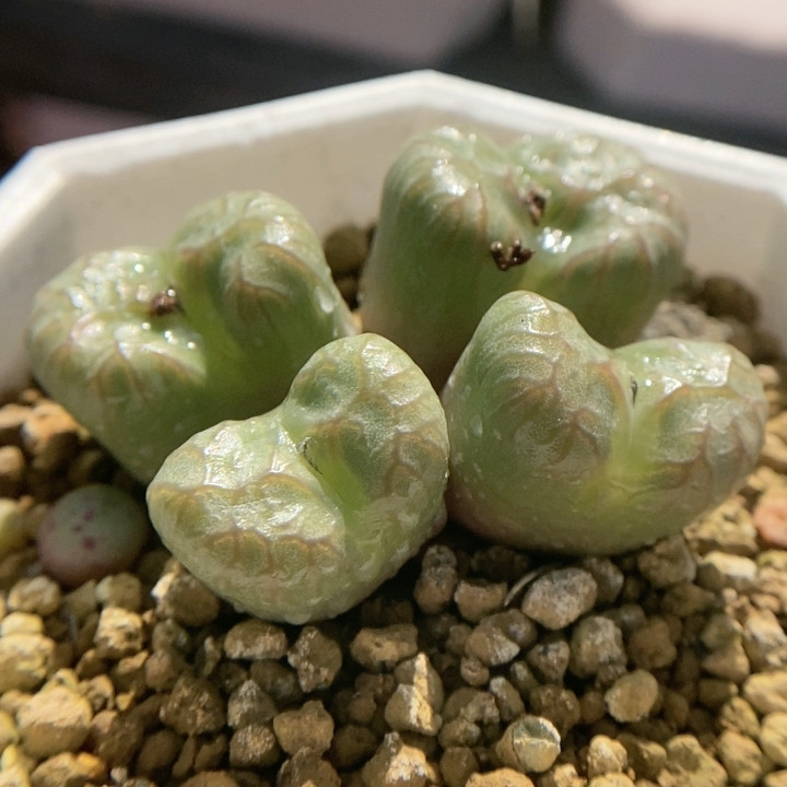 雷神杂,鲜花速递/花卉仿真/绿植园艺,多肉植物,淘宝优惠券,粉丝福利购,淘宝优惠卷