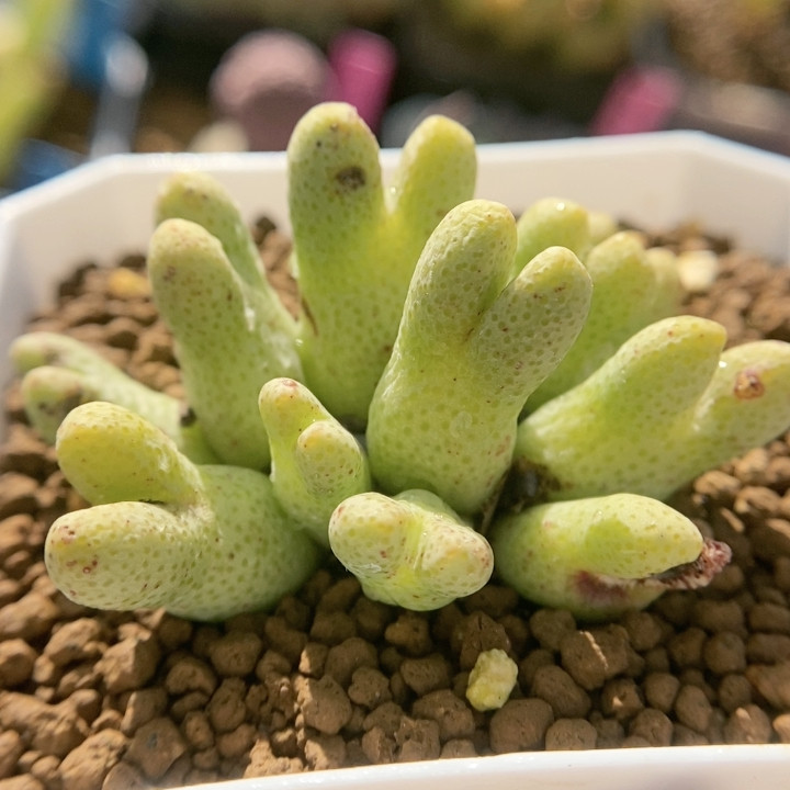 柠檬斑马,鲜花速递/花卉仿真/绿植园艺,多肉植物,淘宝优惠券,粉丝福利购,淘宝优惠卷