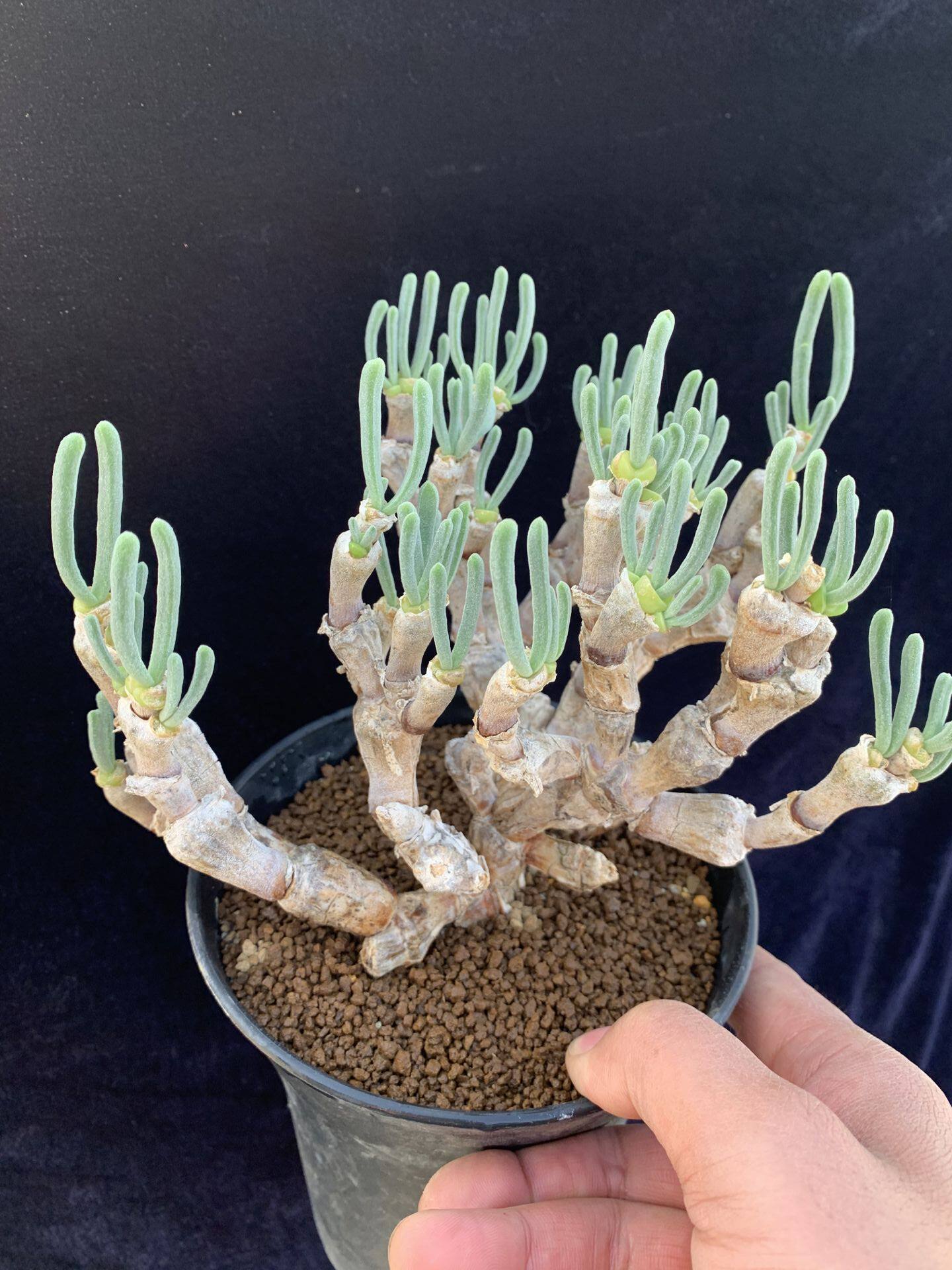 多肉星空花园 多肉植物番杏科 枝干番杏碧光环超级大老桩群生稀少