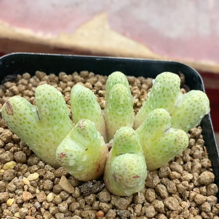 粉红体955D,鲜花速递/花卉仿真/绿植园艺,多肉植物,淘宝优惠券,粉丝福利购,淘宝优惠卷