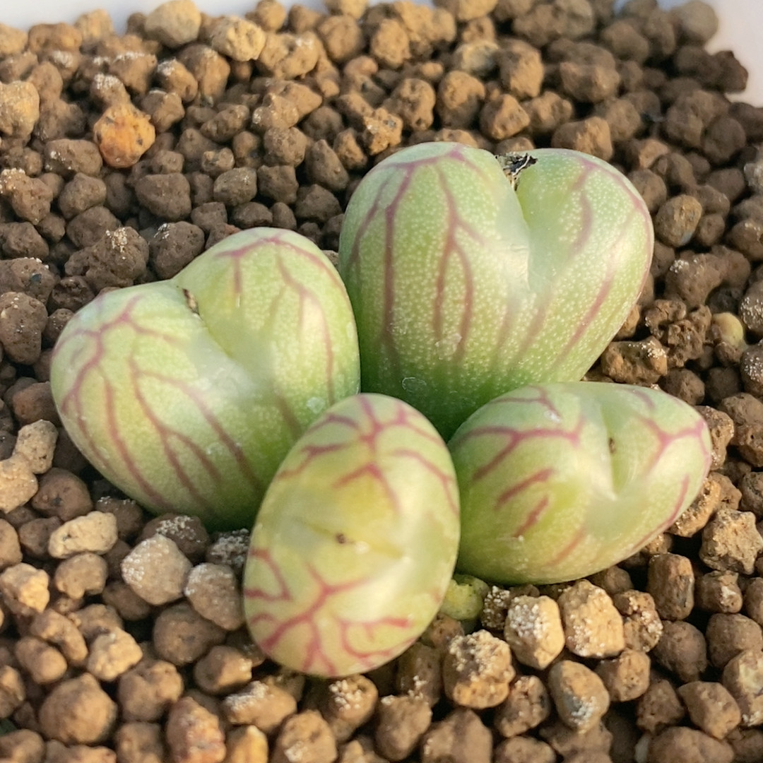 送奶工杂,鲜花速递/花卉仿真/绿植园艺,多肉植物,淘宝优惠券,粉丝福利购,淘宝优惠卷