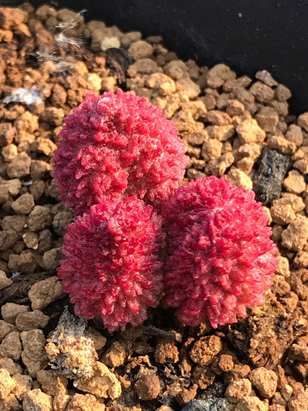 多肉星空花园 多肉植物 天锦章属 朱紫玉成株7年生 超美 一物一拍