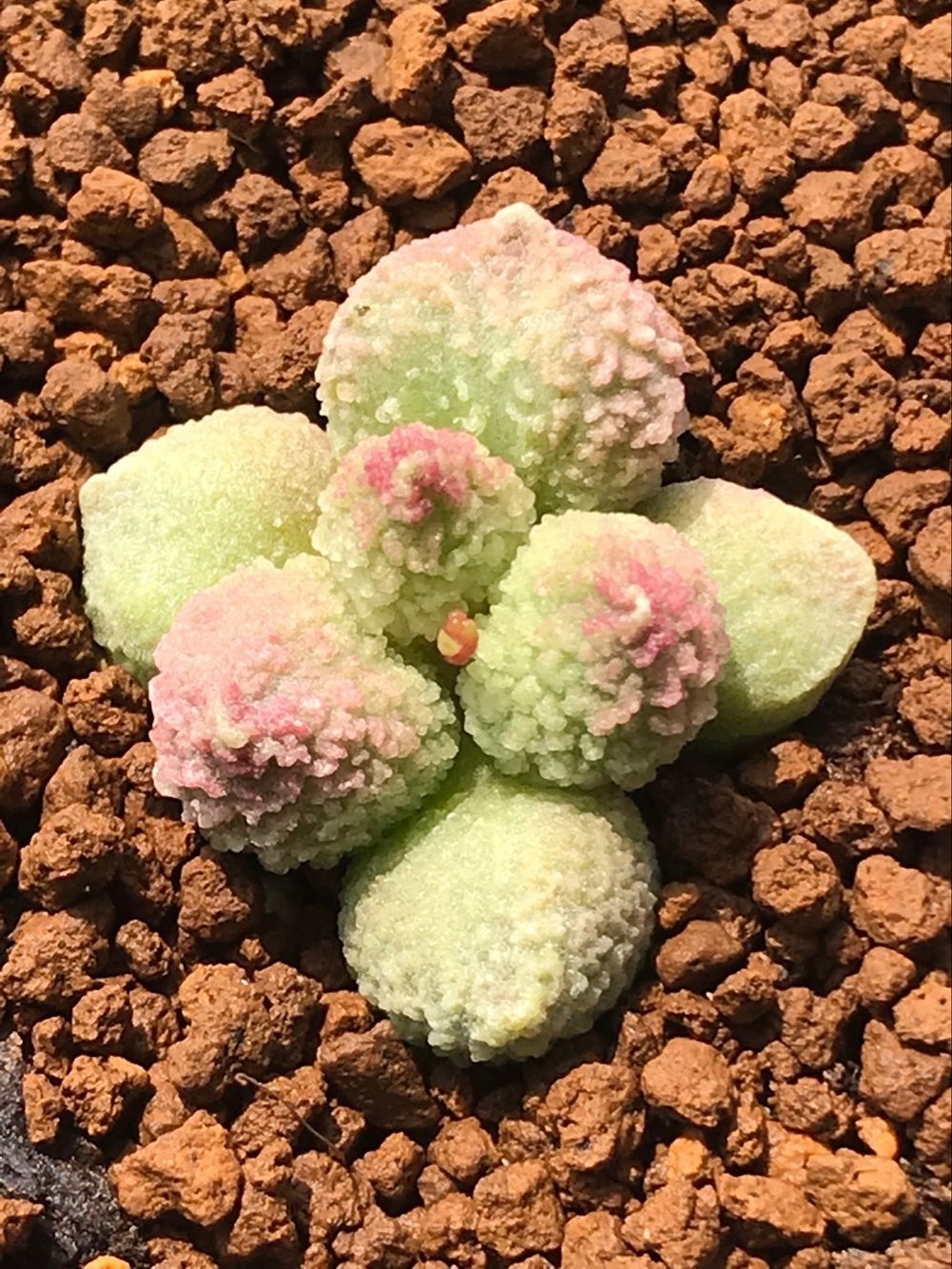 多肉星空花园 多肉植物 天锦章属 翠绿石/朱唇石 超美 一物一拍