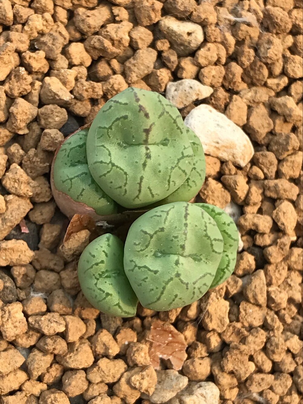 多肉星空花园 多肉植物 番杏科 猴脸 杂交群生 超美 一物一拍
