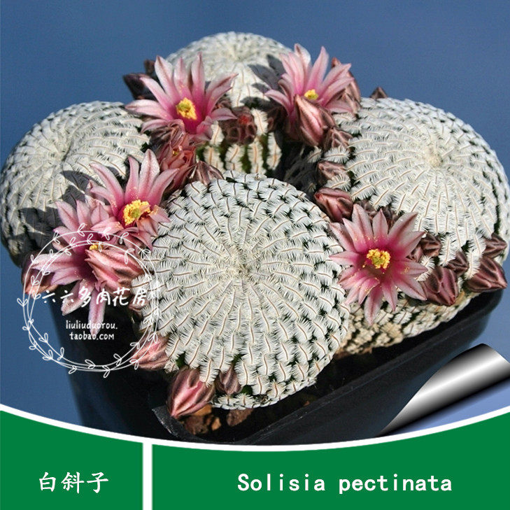 【白斜子种子10粒+ Solisia pectinata】家庭园艺盆栽六六仙人球