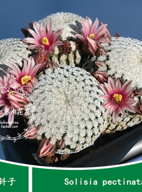 【白斜子种子10粒+ Solisia pectinata】家庭园艺盆栽六六仙人球