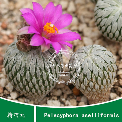 【精巧丸种子5粒+Pelecyphora asseliformis】园艺六六仙人球种子