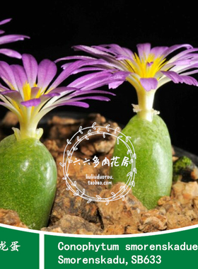 【恐龙蛋种子5粒C.smorenskaduense,Smorenskadu,SB633】六六肉锥