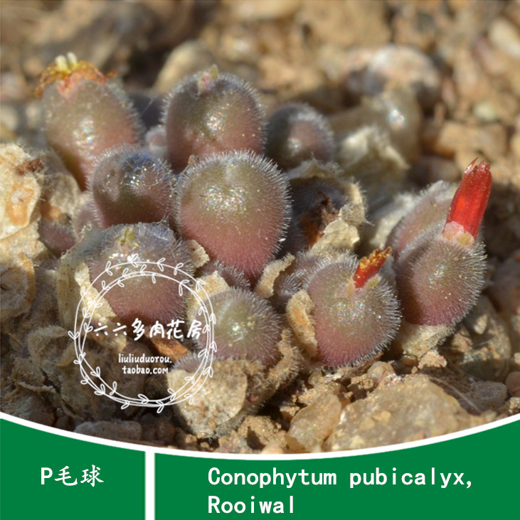【P毛球种子5粒 Conophytum pubicalyx,Rooiwal】六六多肉锥番杏