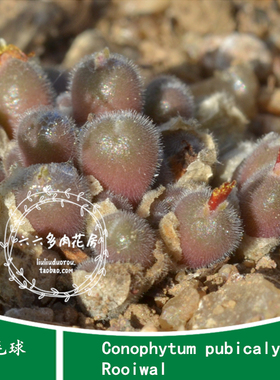 【P毛球种子5粒 Conophytum pubicalyx,Rooiwal】六六多肉锥番杏