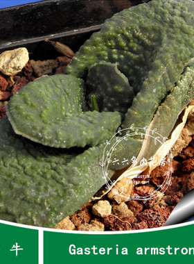 【卧牛种子10粒 Gasteria armstrongii】百合科鲨鱼掌属六六多肉