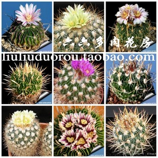 【多棱球混种子20粒+ Echinofossulocactus mix】阳台六六仙人球