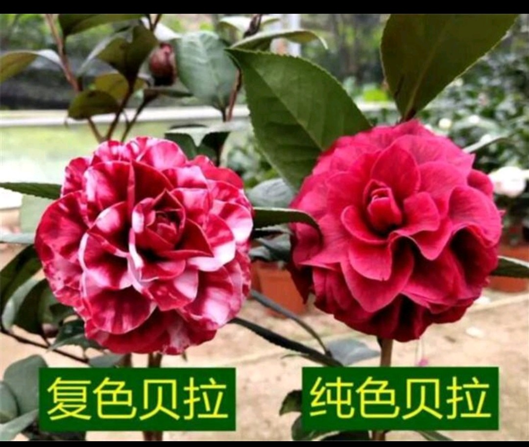 红叶紫叶贝拉大玫瑰茶花苗绿植盆栽花叶共赏阳台庭院品种保证