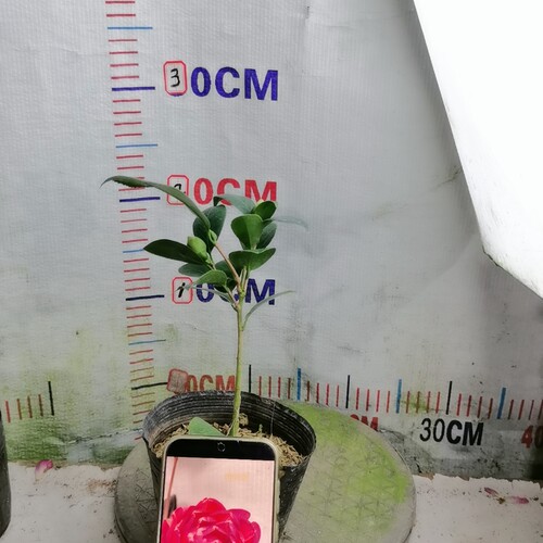52花凤冠（2个苞）