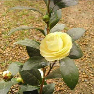 黄达茶花苗花卉盆栽庭院阳台绿植产地直销品种保证带苞净化空气