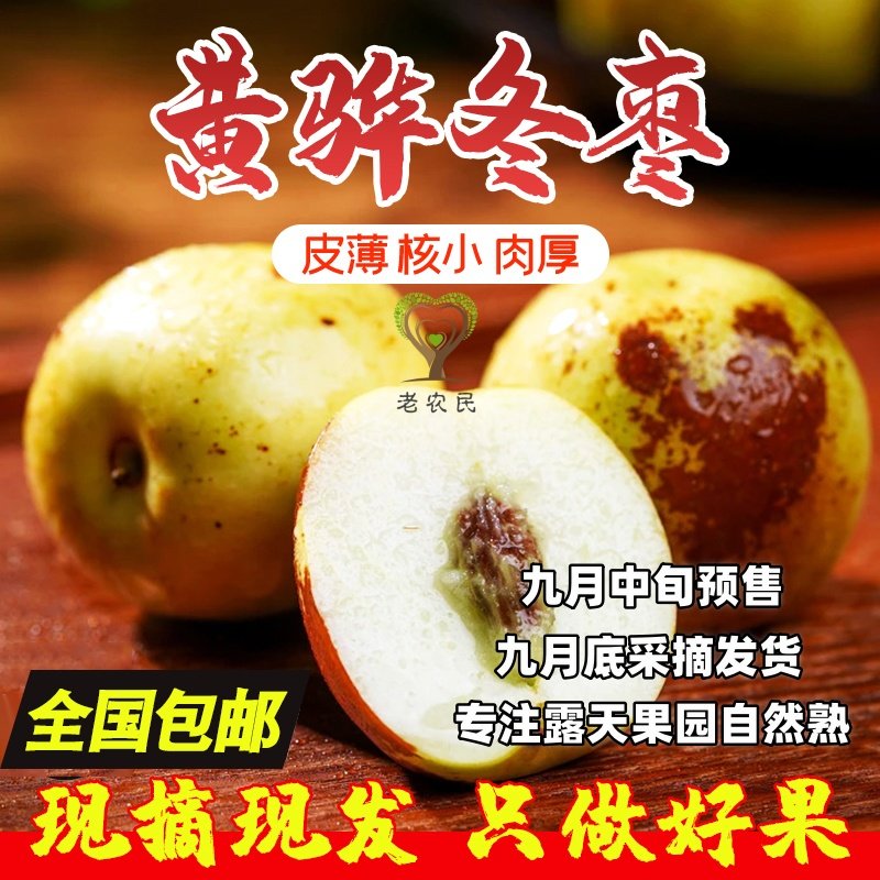黄骅鲜冬枣自然熟露天果园现摘